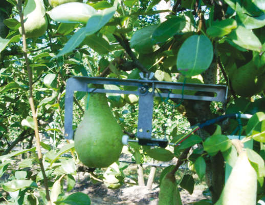 Foto 1- Sensore in grado di misurare piccole variazioni del diametro del frutto